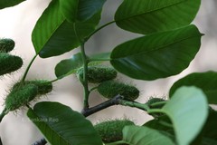 Broussonetia luzonica